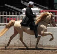 Special American Horse Wrangler MX